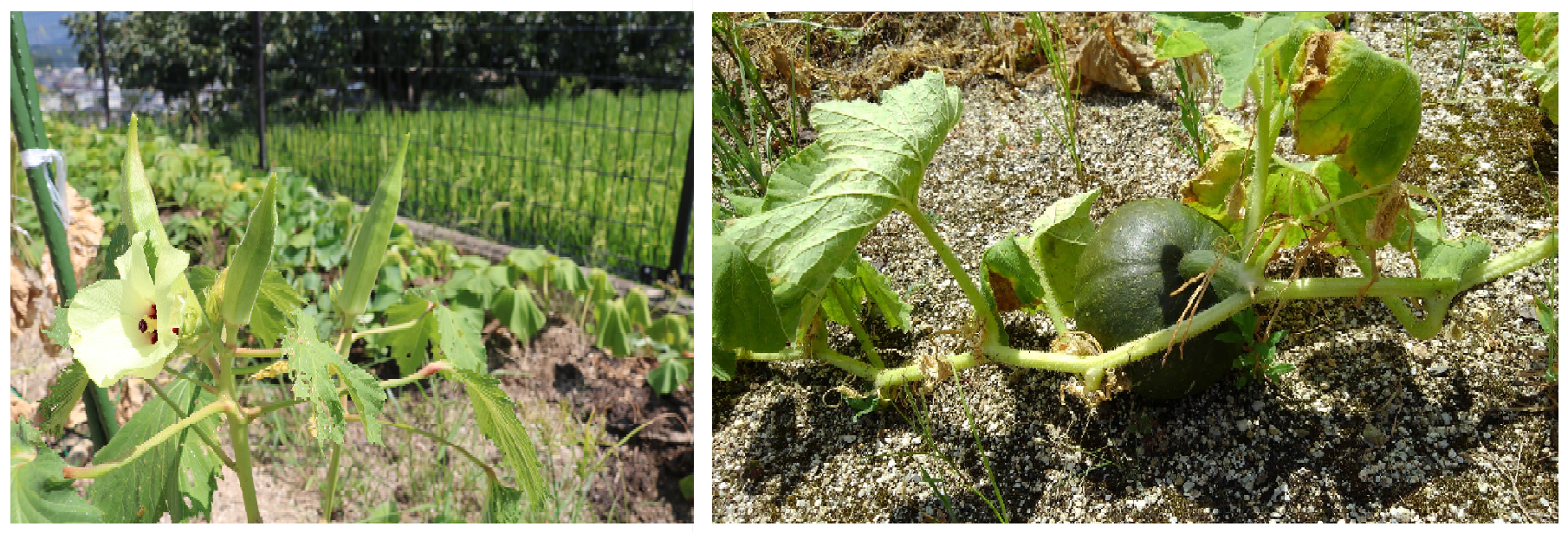 ショートステイ